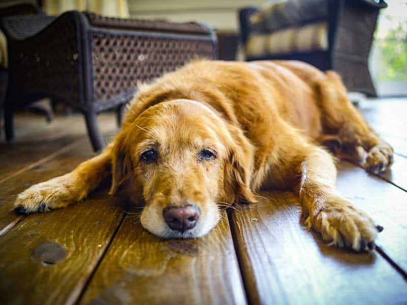 An old golden retriever laying on the floor