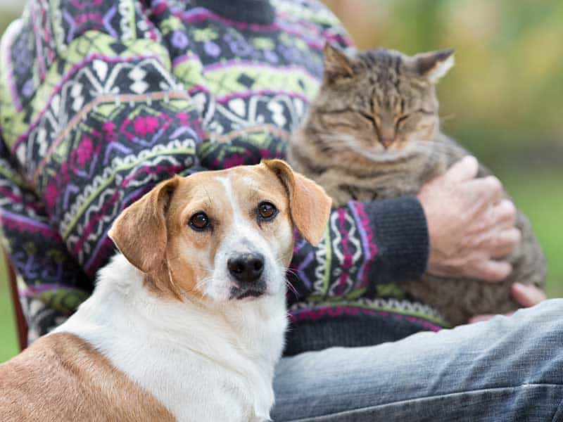 An older dog and cat sitting in a lap