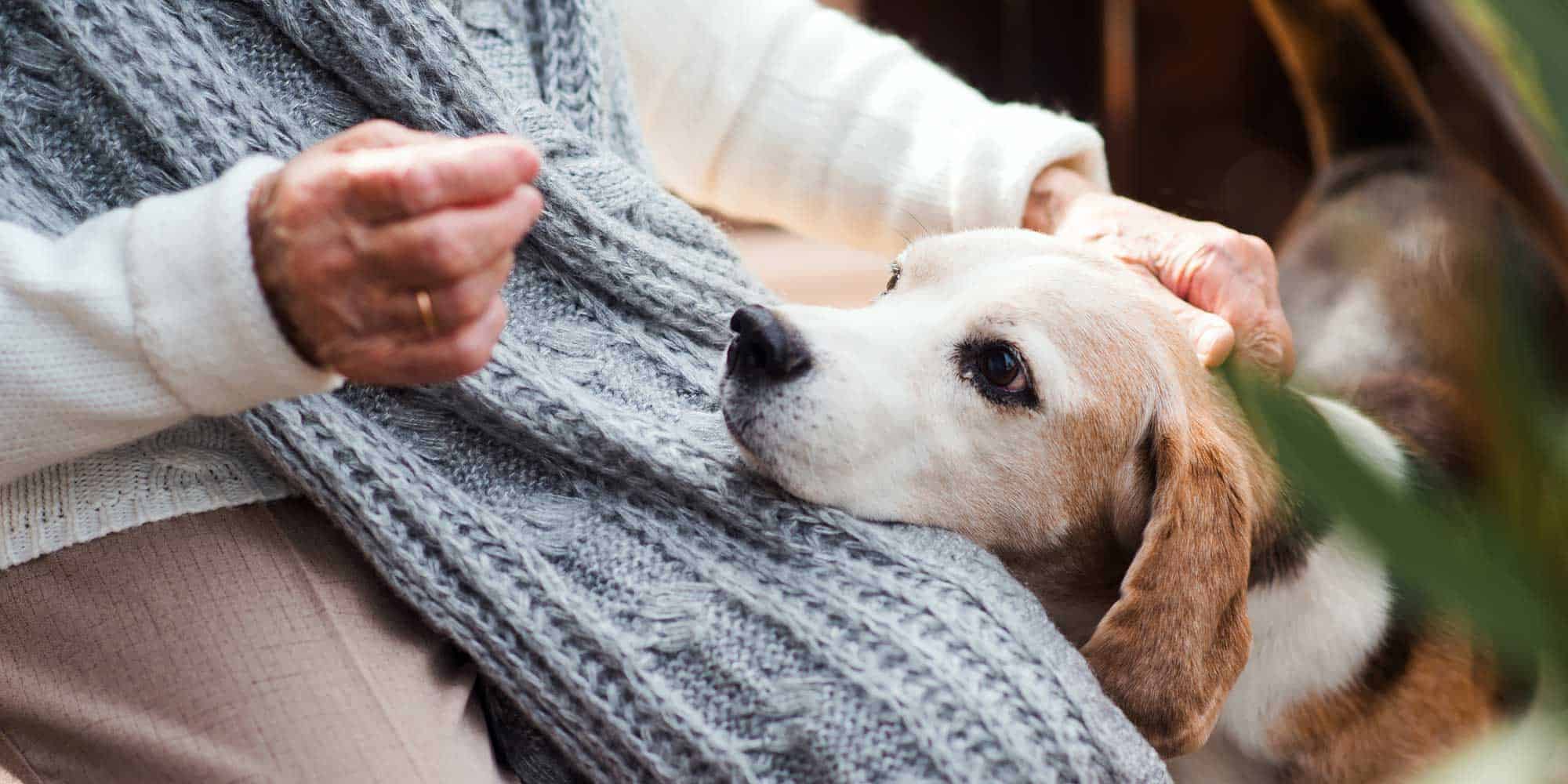 An elderly dog getting a treat