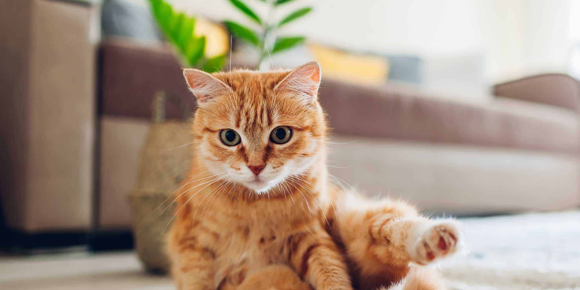 A ginger cat sitting up looking alert